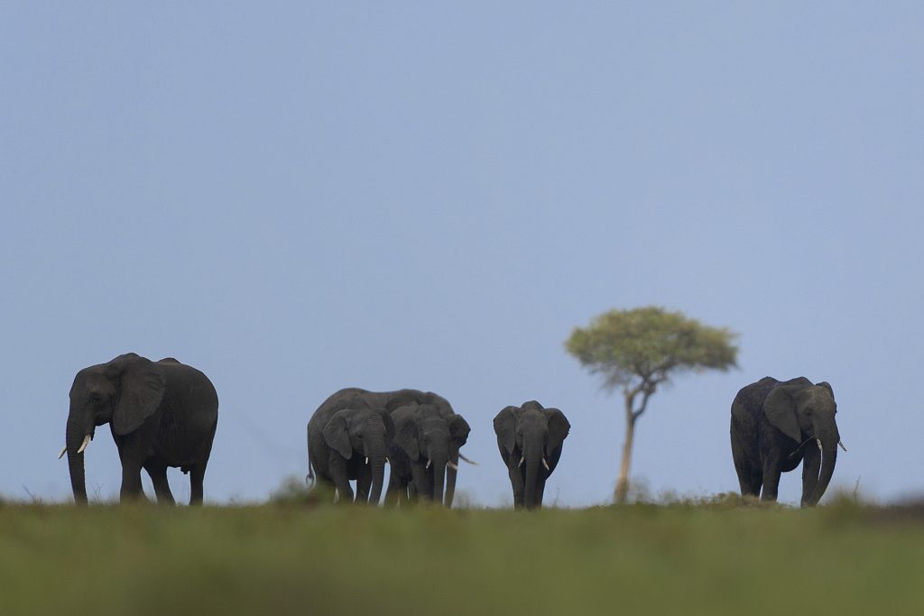 Rhino in Nairobi National Park