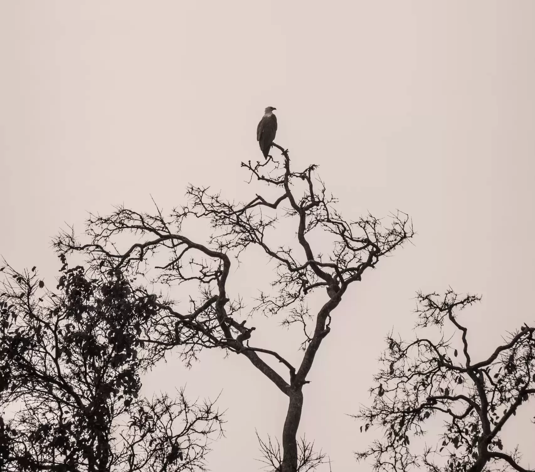 Bird Watching in Kalpitiya