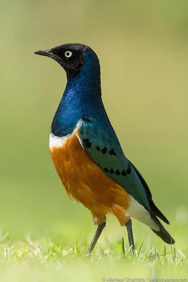 Superb starling