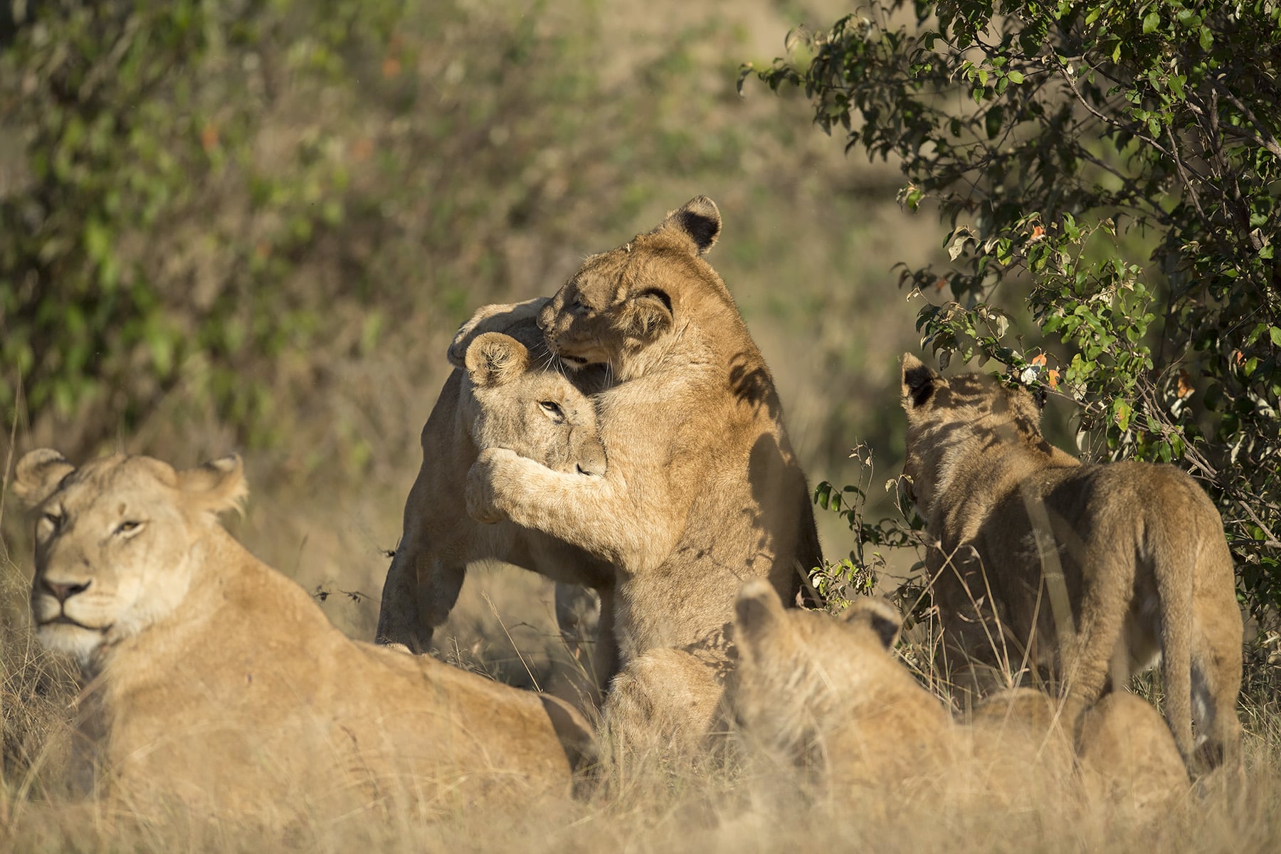 A tender moment captured in the wild, showcasing a lioness gently bonding with her adorable cub.