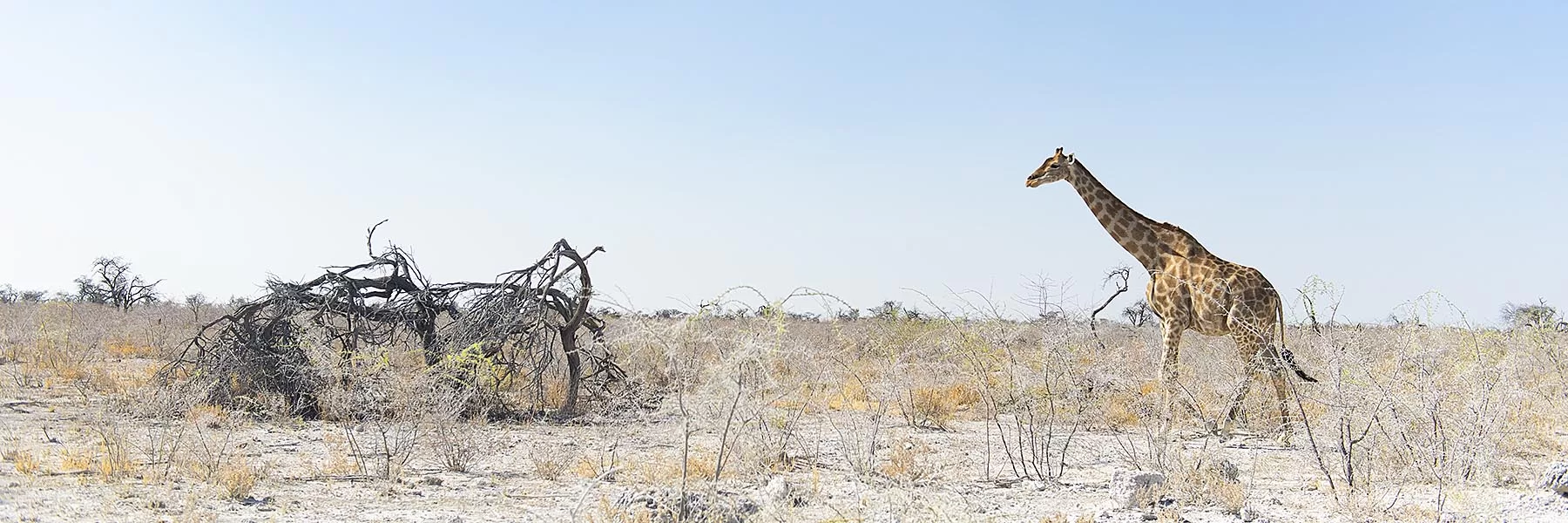 Botswana and Victoria Falls Safari