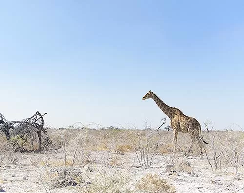 Victoria Falls and Okavango Delta Tours