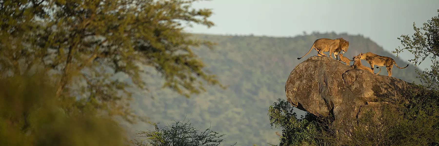 Serengeti Ngorongoro Crater Tour