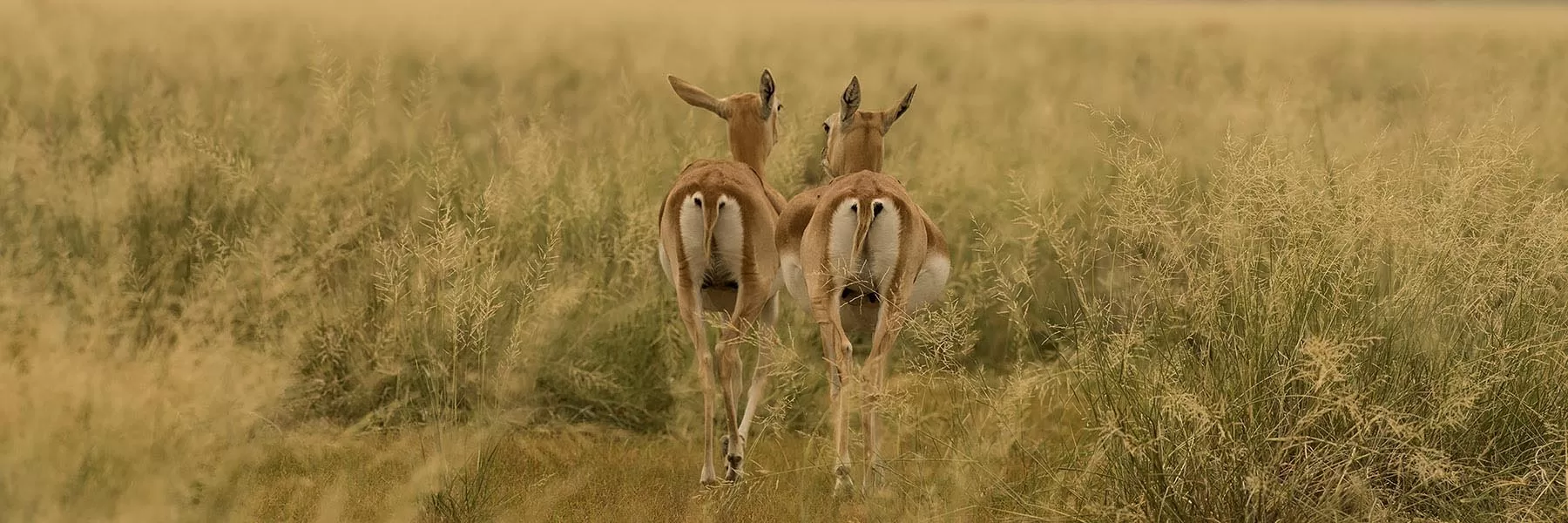 Tal Chhapar Sanctuary 