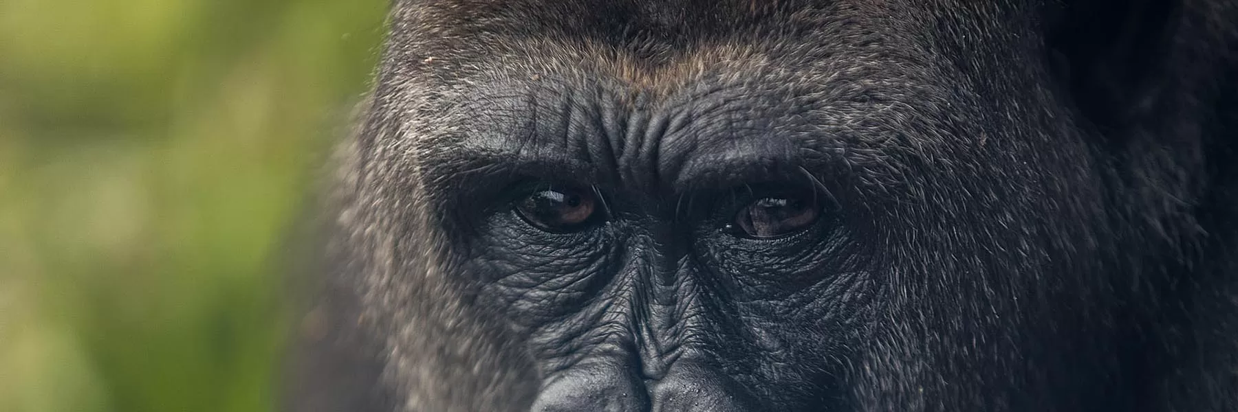 Uganda Highlights
