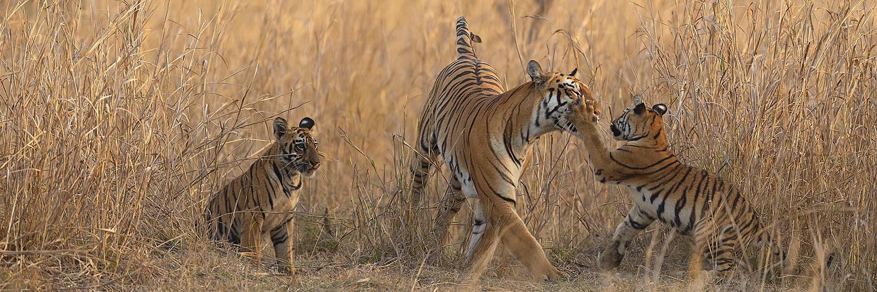  India Tiger Marathon