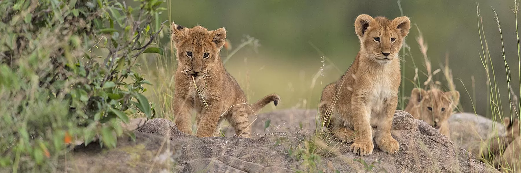  Luxury Train and Wildlife