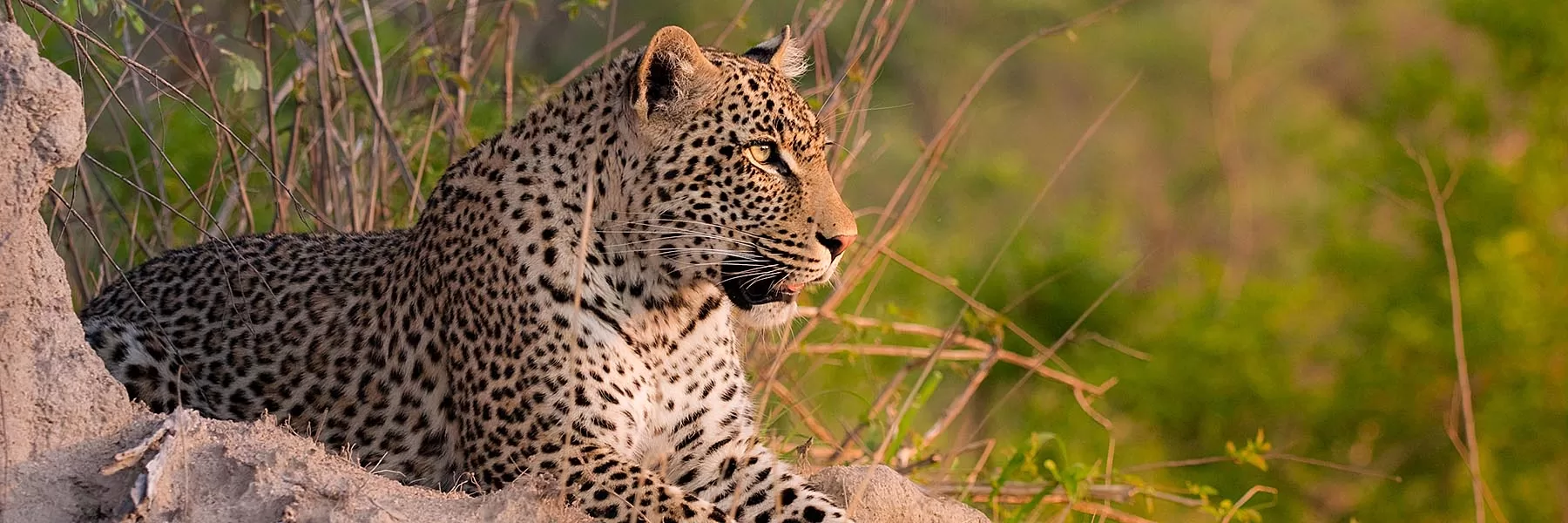 Sabi Sands Extension Tour