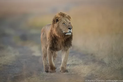 Ngorongoro Safari Packages