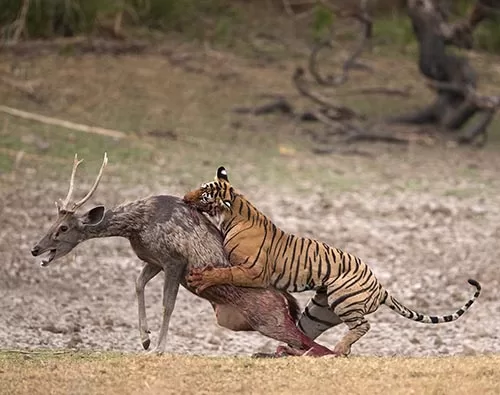 Ranthambore National Park tour