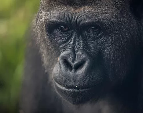 Uganda Highlights tour