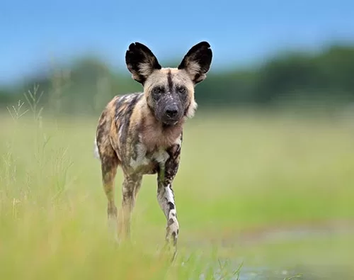 Botswana Travel Packages