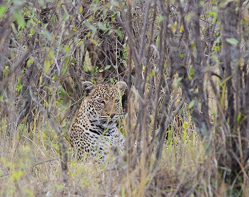 Classic Botswana Safari tour