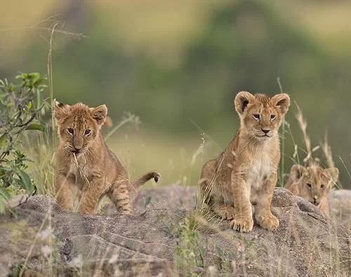  Luxury Train and Wildlife tour