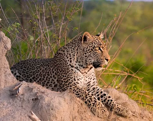 Sabi Sands Extension Tour tour