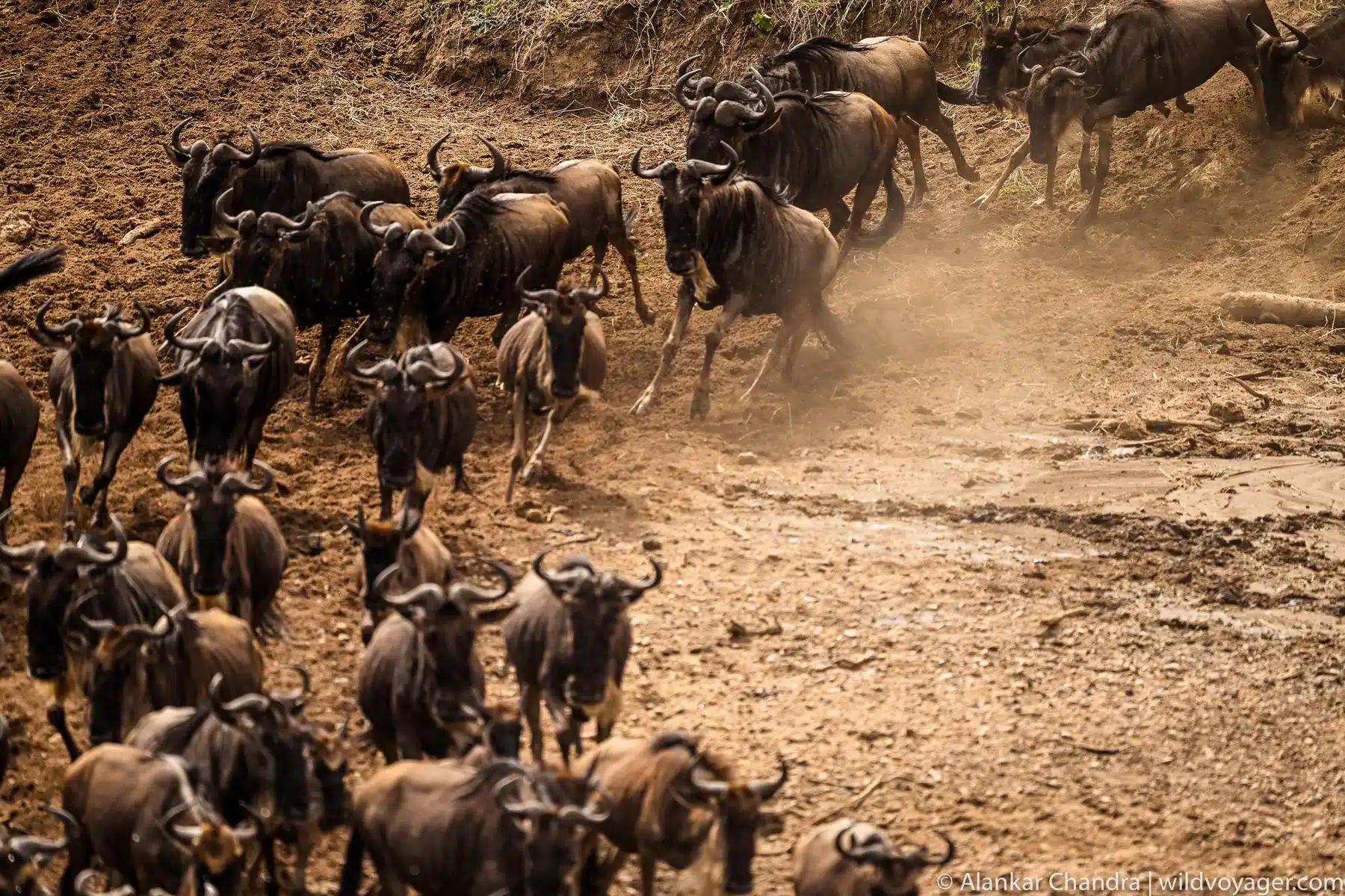 Great Migration Masai Mara 2024