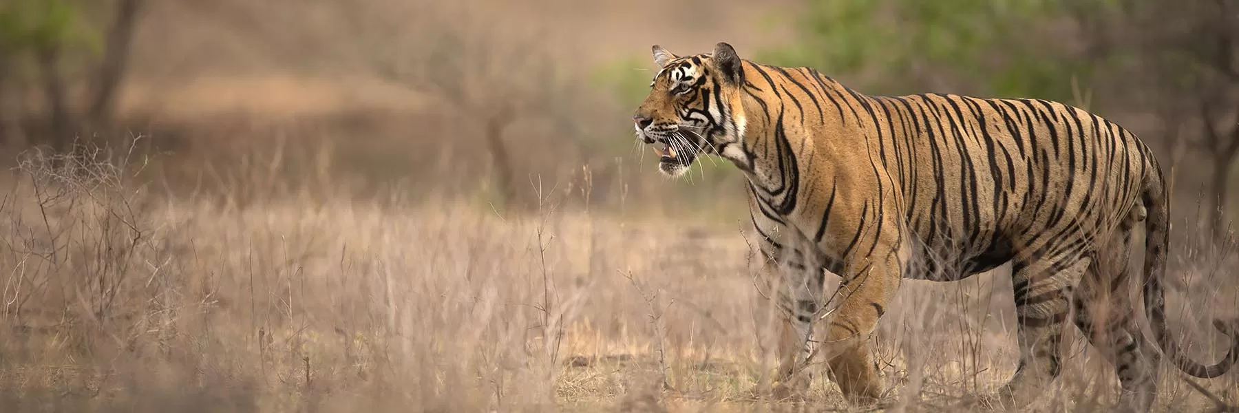 Golden Triangle And Tigers