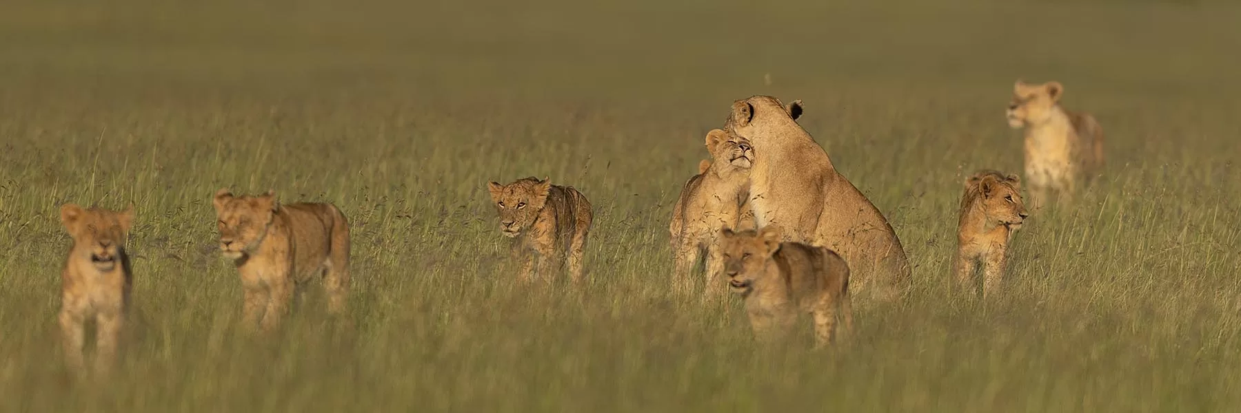 Masai Mara Tour