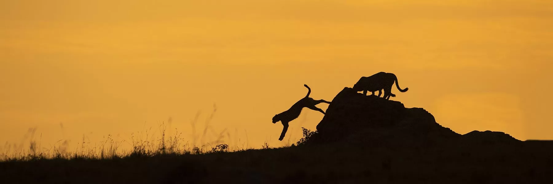 East Africa Safari Packages