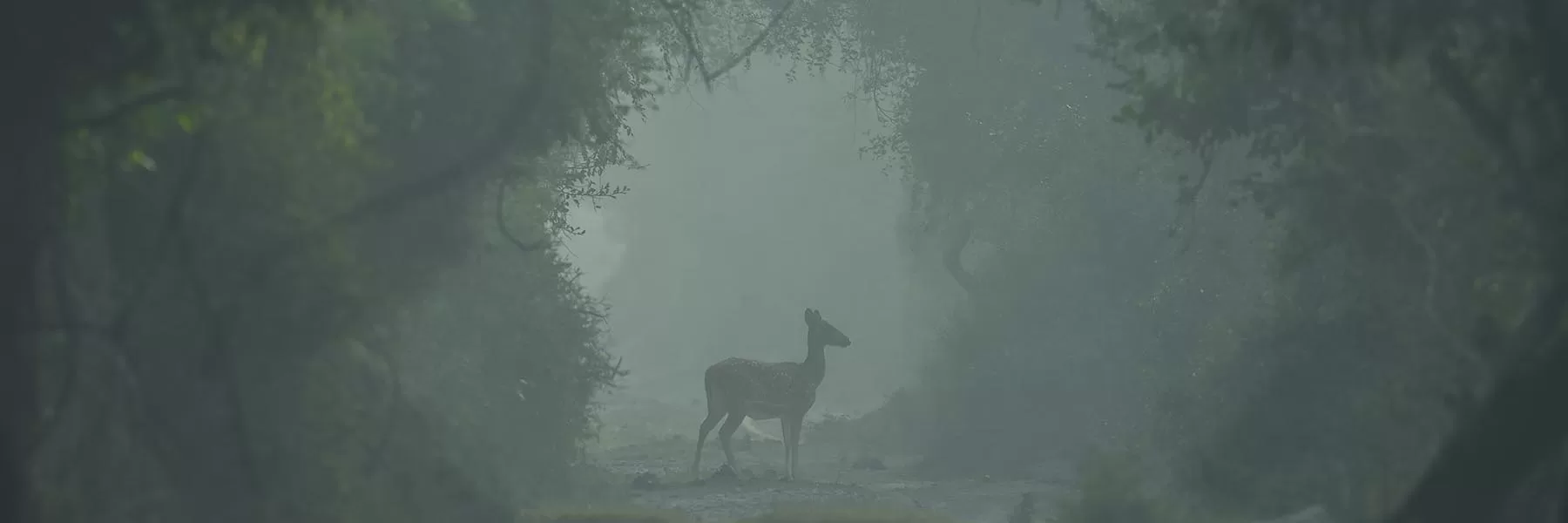  North India Winter Wildlife