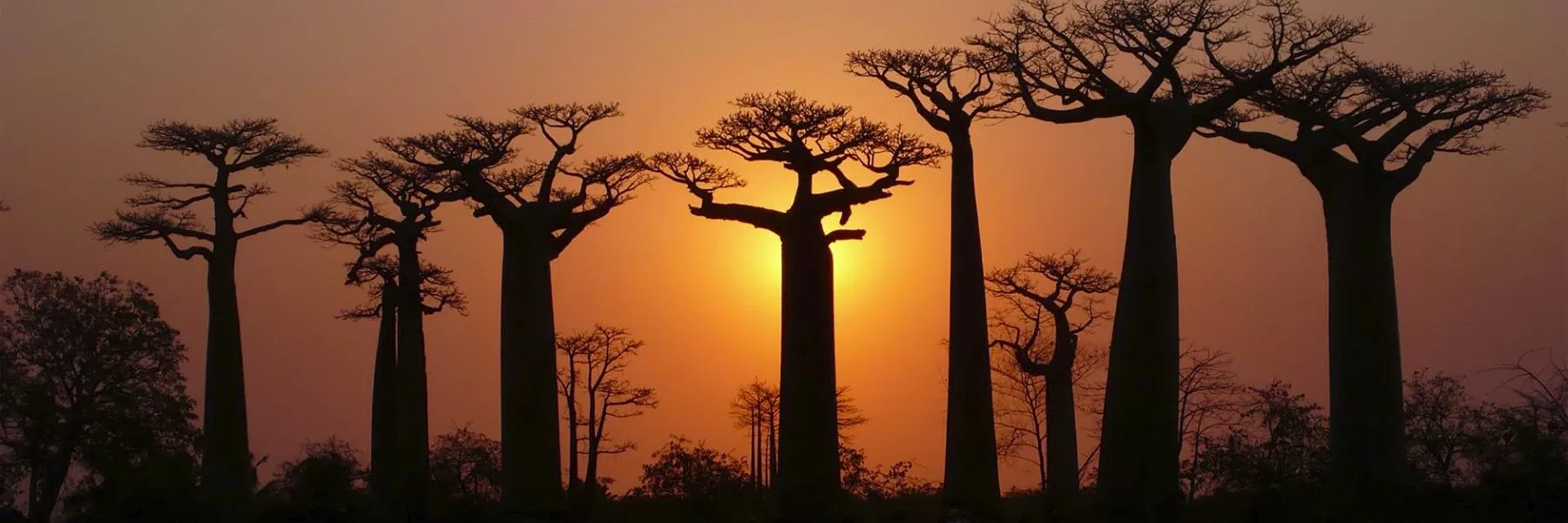 Lemur, Beaches & Baobabs