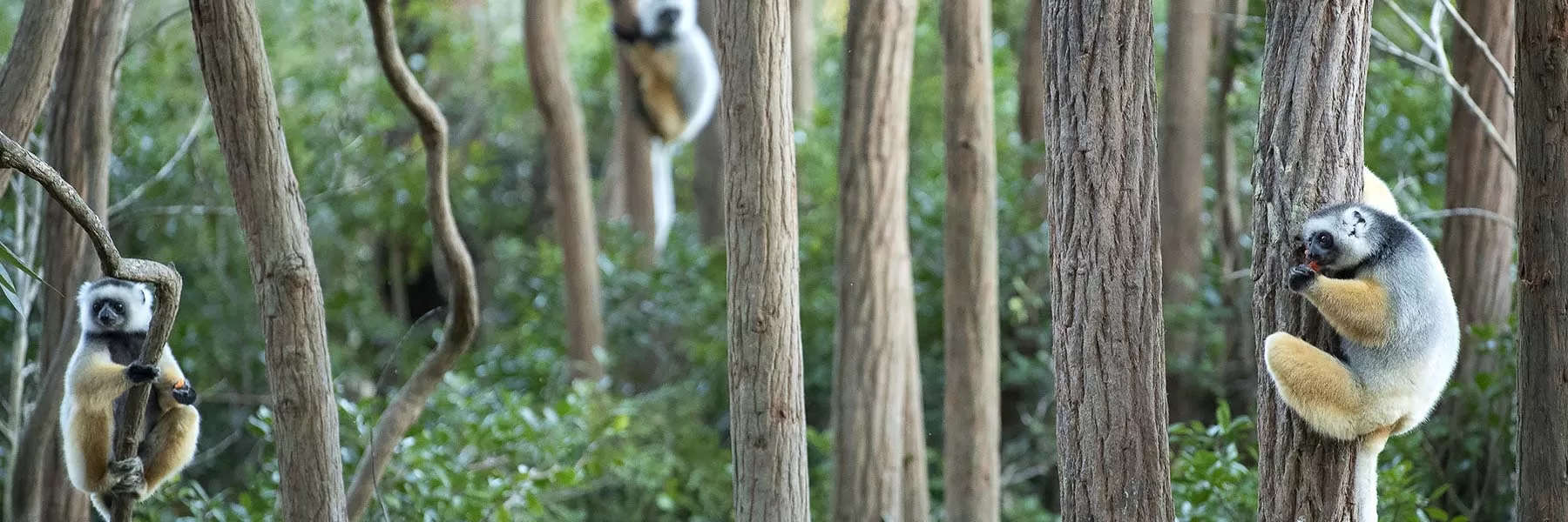 Madagascar Luxury Tour
