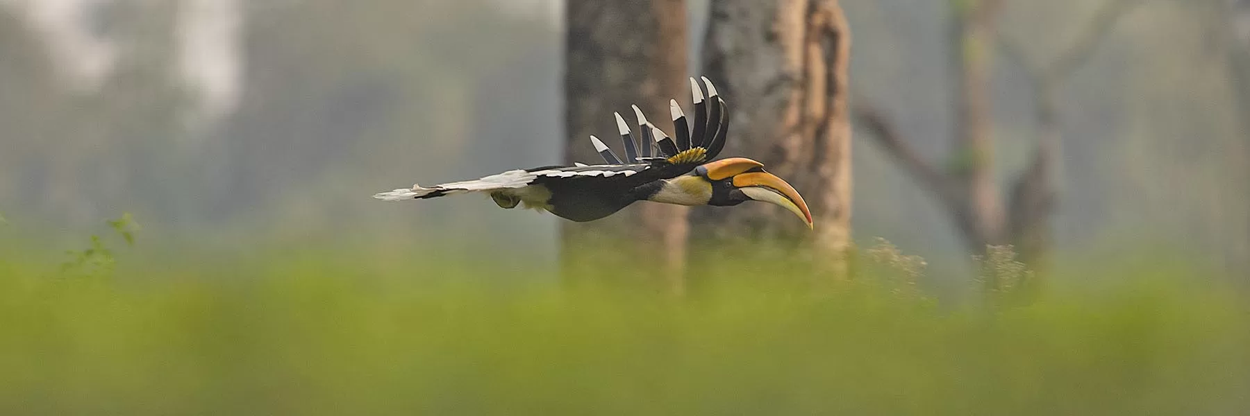  Mishmi Hills & Eaglenest WLS Birding