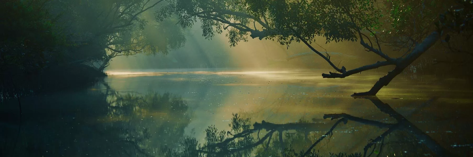 Sundarbans Wildlife