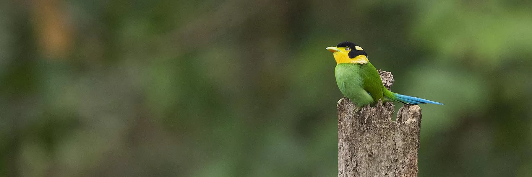  Sikkim & West Bengal Birding