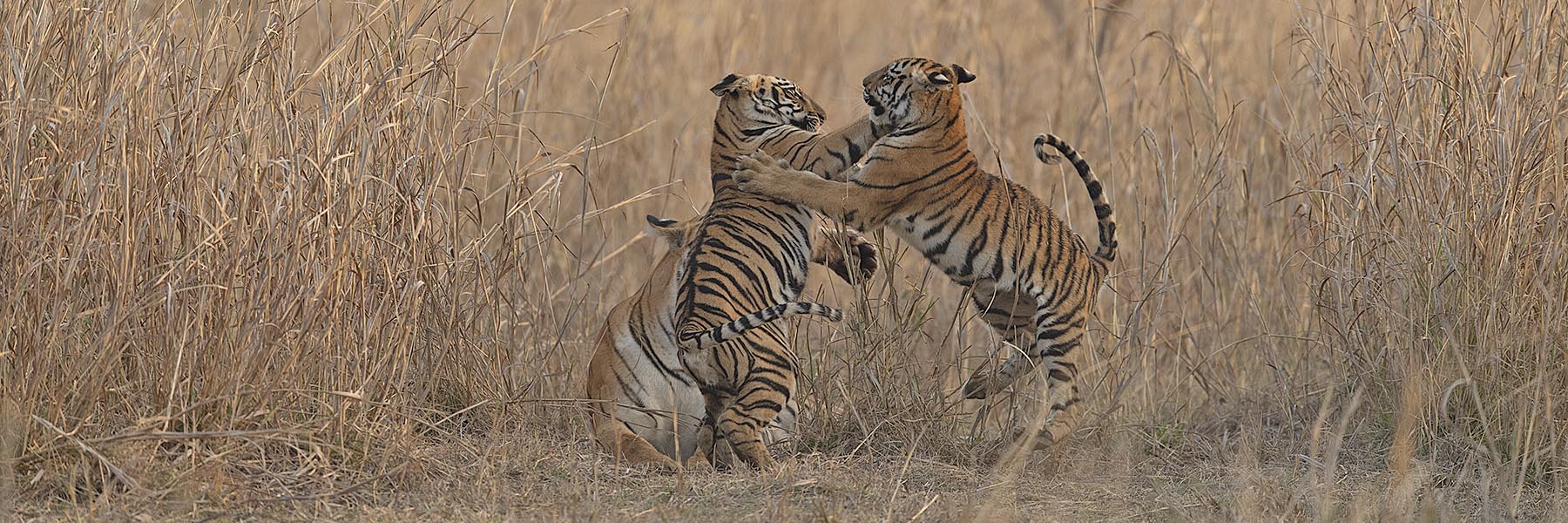 Big Cat Safari of India