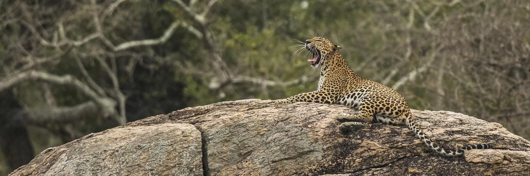 Sri Lanka Wildlife & Culture