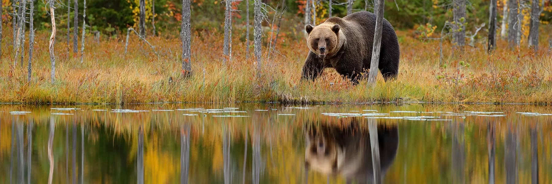 Finland Brown Bears