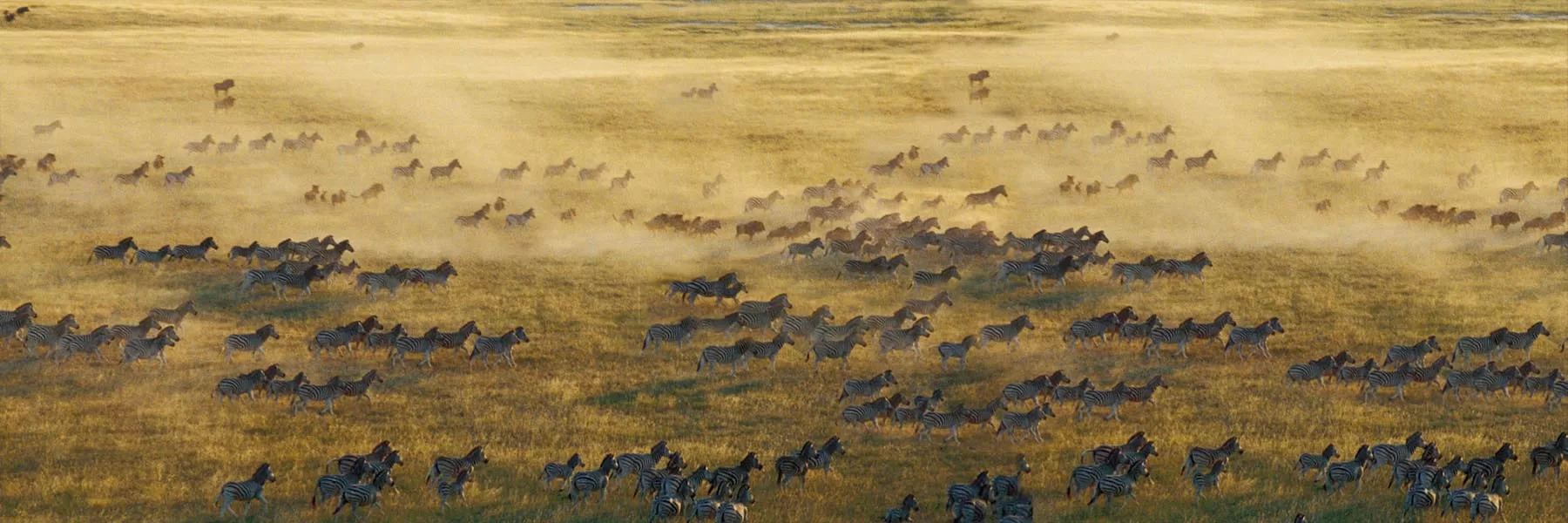 Botswana Zebra Migration