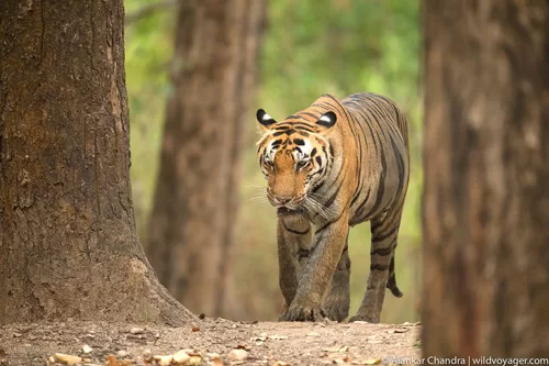 Golden Triangle And Tigers tour