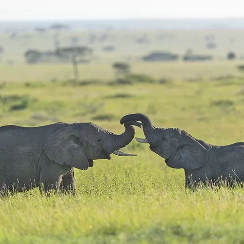East Africa Safari Tour