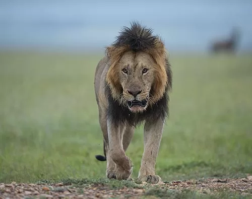 Masai Mara Tour Packages