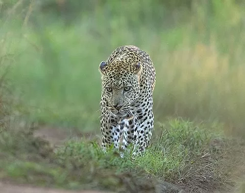 Kenya Jungle safari