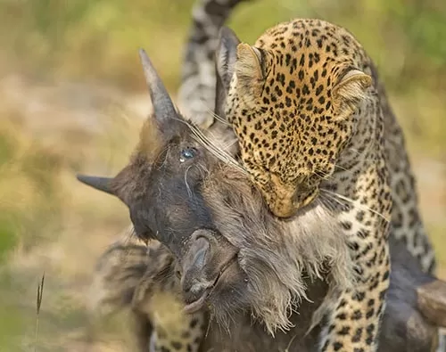 Nairobi Safari Tour
