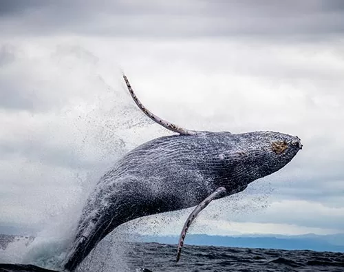 Rainforest, Islands & Whales of Madagascar tour