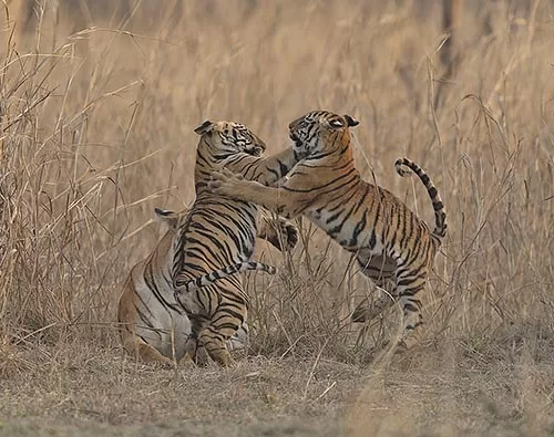 Big Cat Safari of India tour