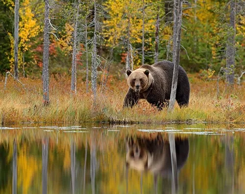 Finland Brown Bears tour