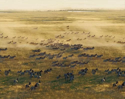 Botswana Zebra Migration tour