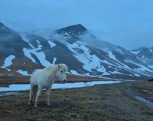 Iceland Midnight Sun tour