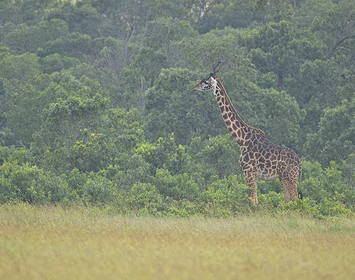 Cape Town & Kruger National Park tour