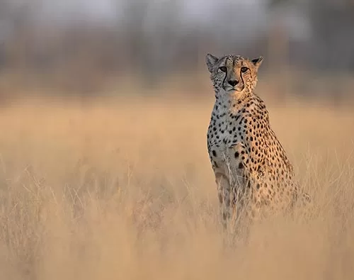  Classic Kruger Park safari tour