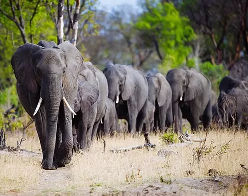 hwange national park