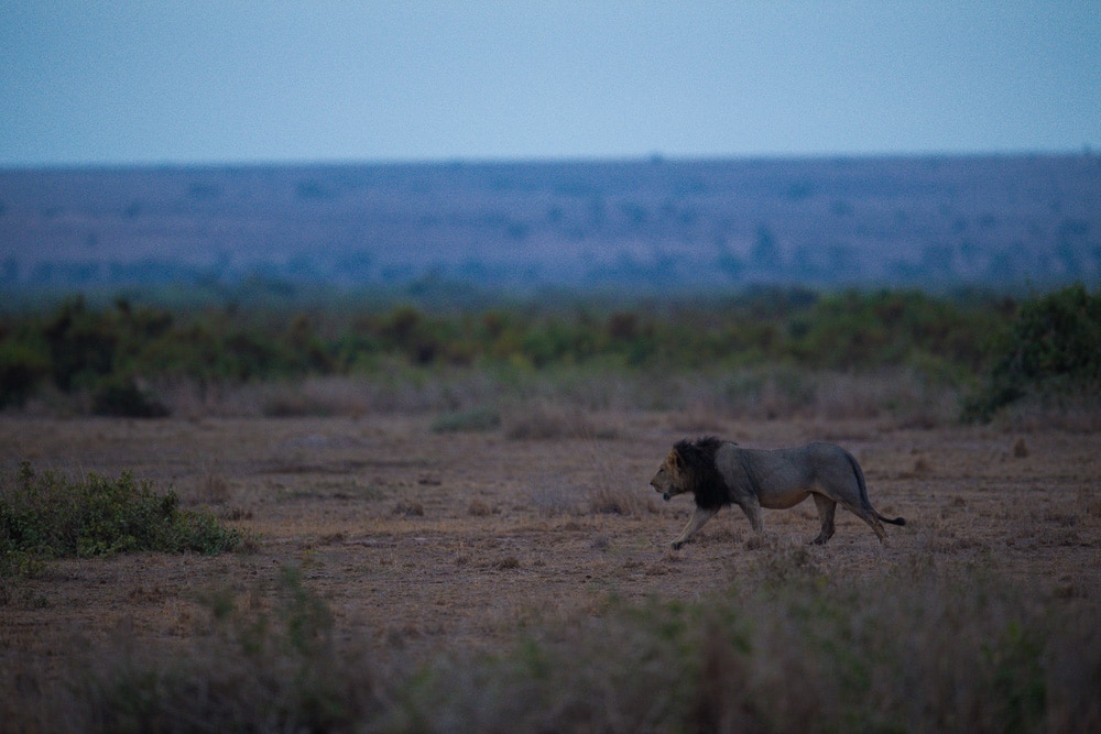 Amboseli National Park, Luxury Kenya Safari Itineraries