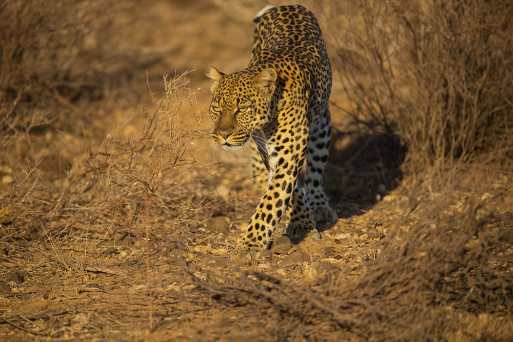 Samburu National Park, Luxury Kenya Safari Itineraries