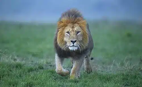 primates-tracking