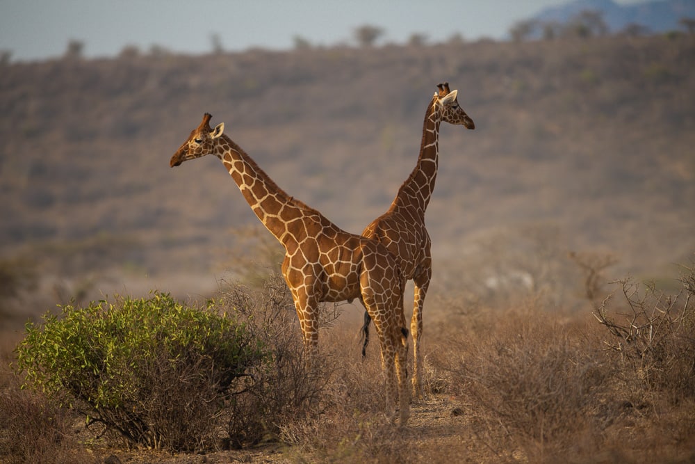 Towering giraffes in the savannah